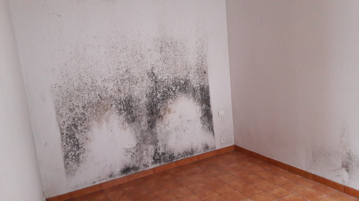 Moisissures - Expertise humidité à Nice